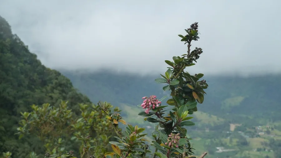Chicaque