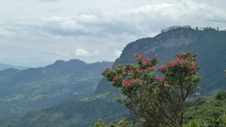 Chicaque