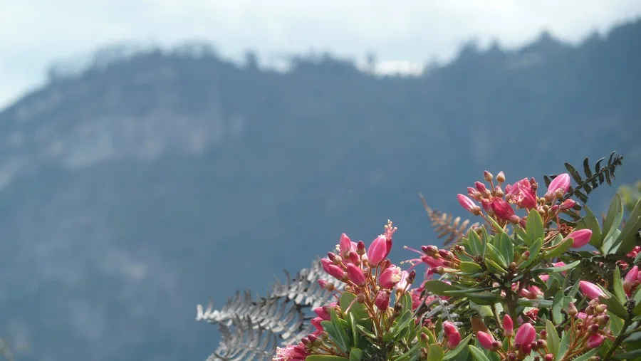 Chicaque