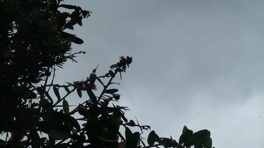 Chicaque