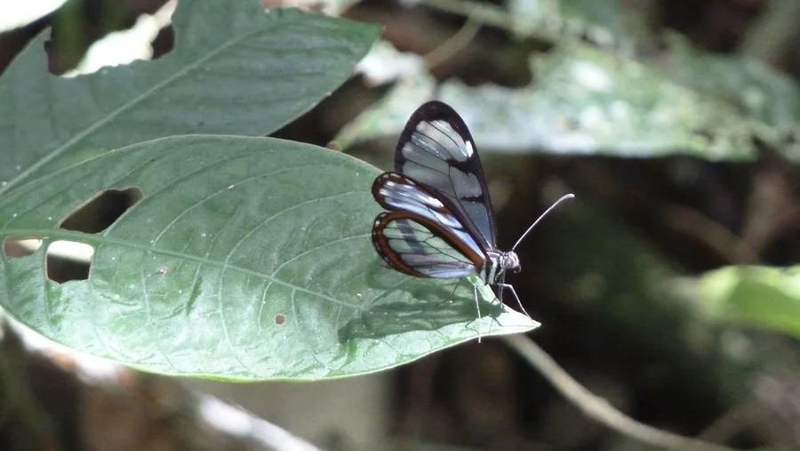 Chicaque