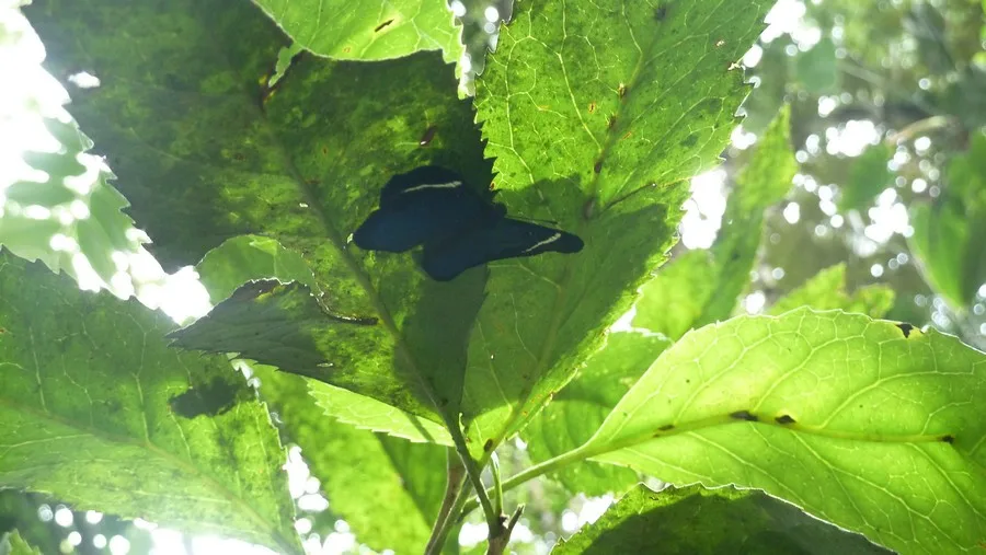 Chicaque