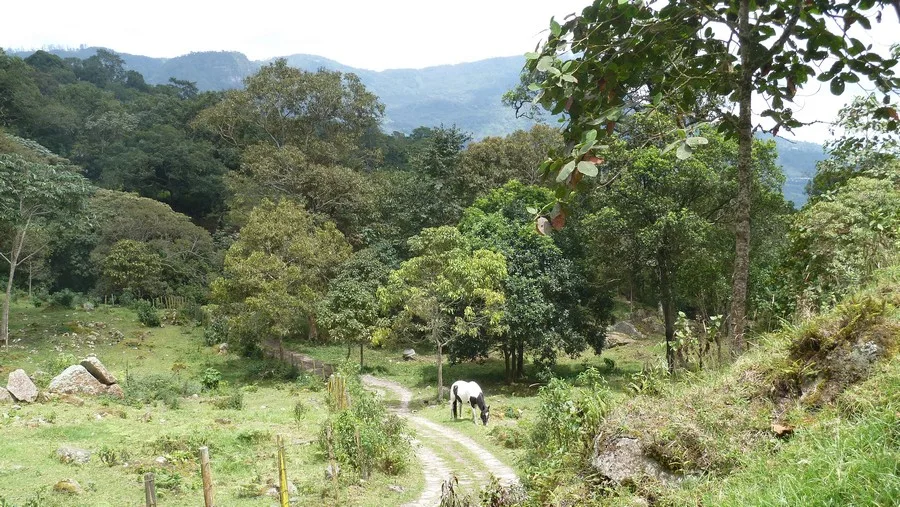 Chicaque