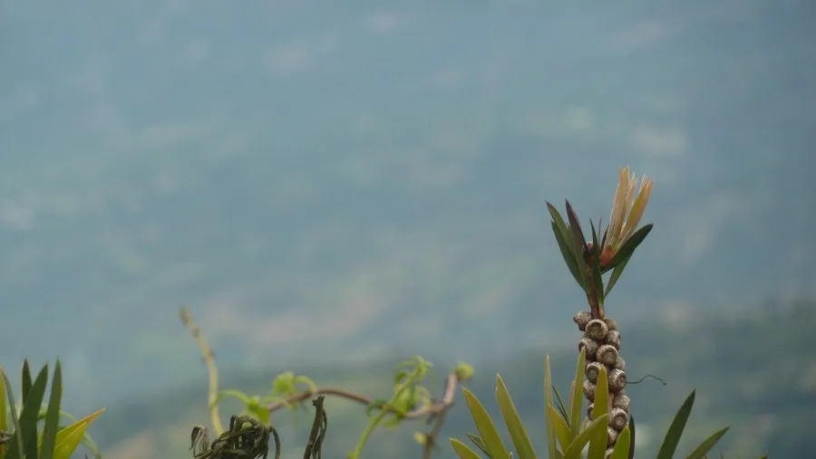 Chicaque