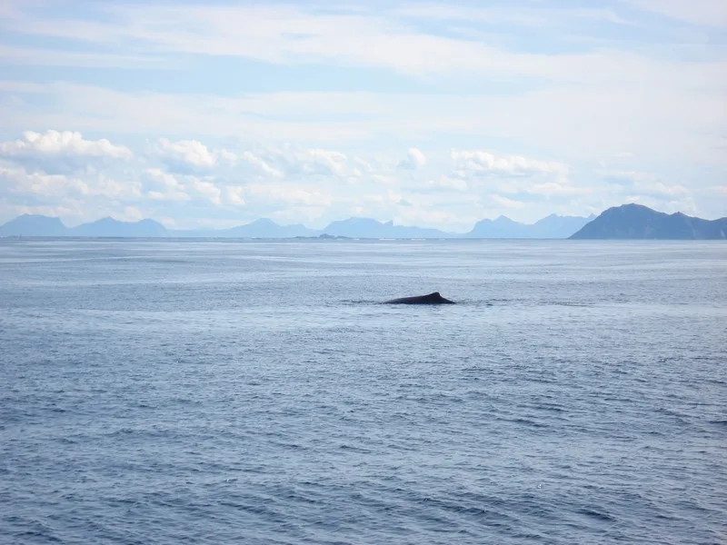 Potvis, De Lofoten, Noorwegen