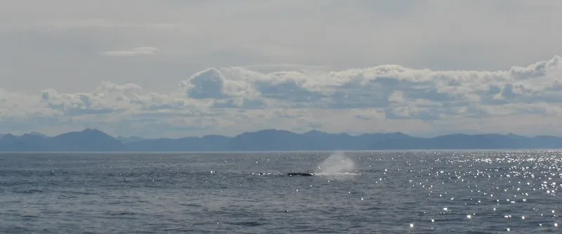 Potvis, De Lofoten, Noorwegen