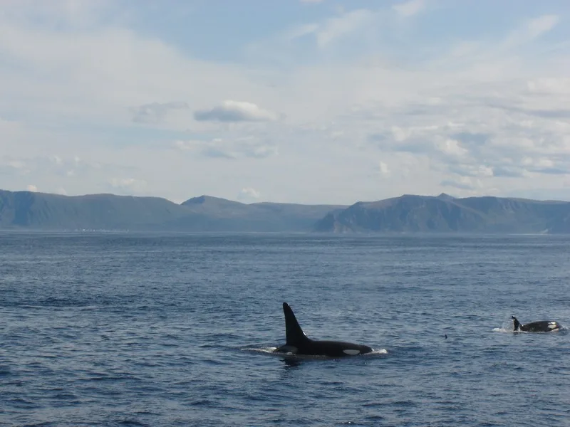 Orka, De Lofoten, Noorwegen