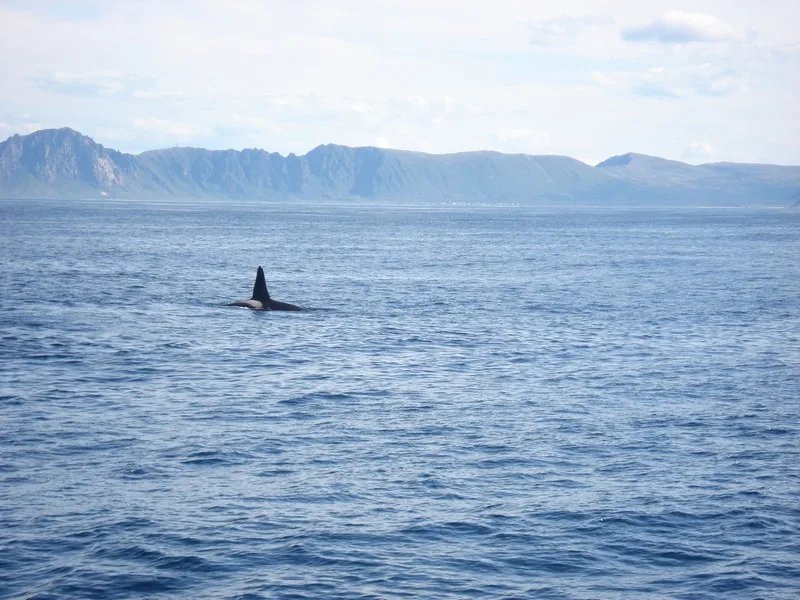 Orka, De Lofoten, Noorwegen