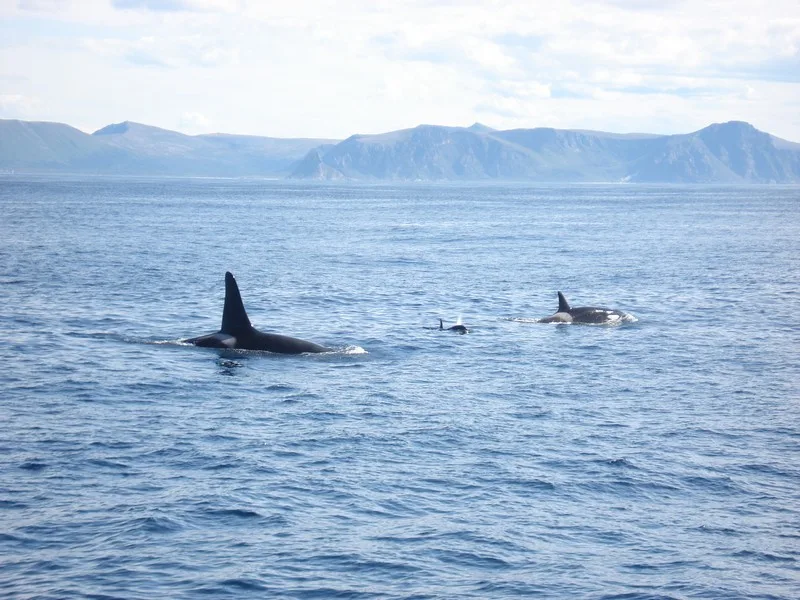 Orka, De Lofoten, Noorwegen