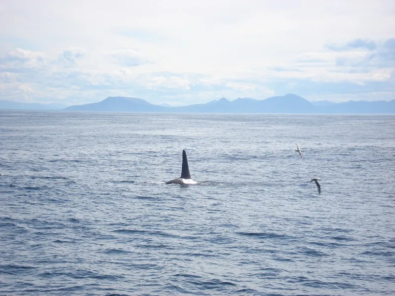 Orka, De Lofoten, Noorwegen