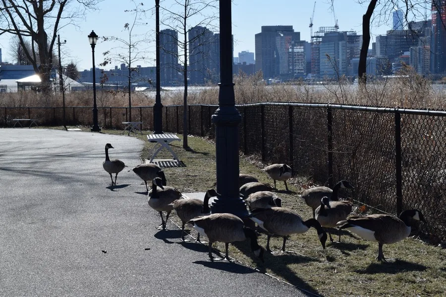 Parken in New York - Franklin D. Roosevelt