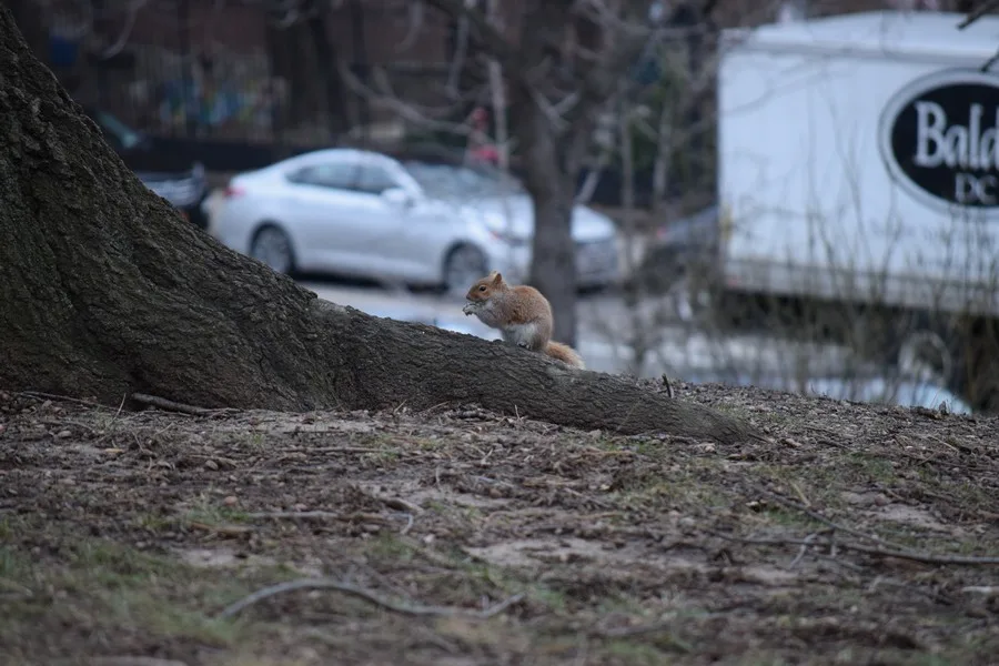 Parken in New York - Fort Greene Park