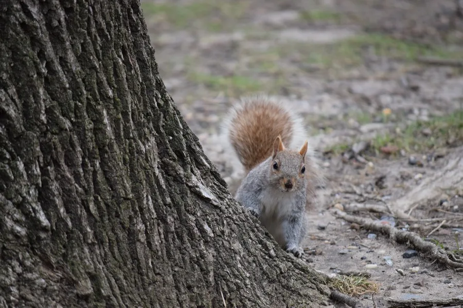 Parken in New York - Fort Greene Park