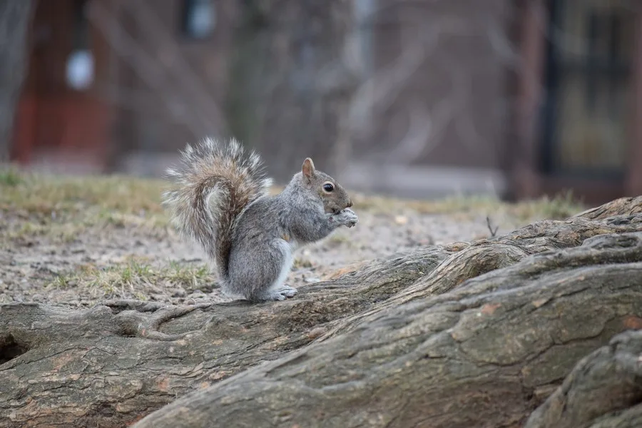 Parken in New York - Fort Greene Park