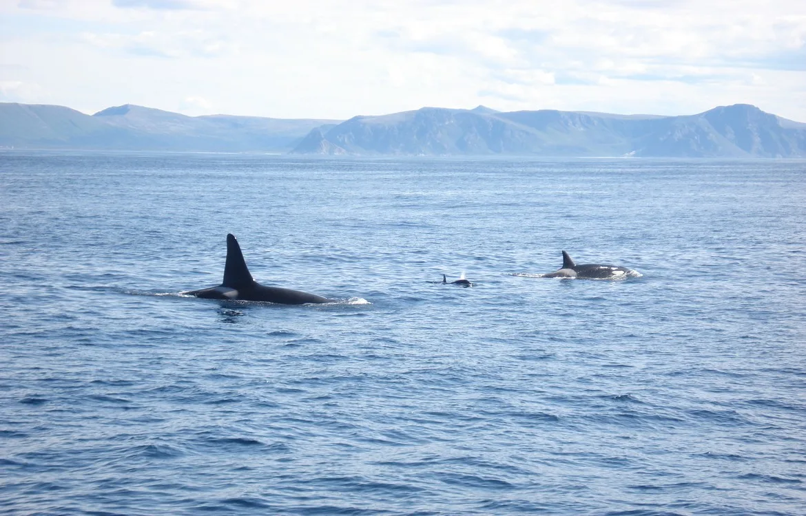 Reisfotochallenge: orka's spotten in Noorwegen