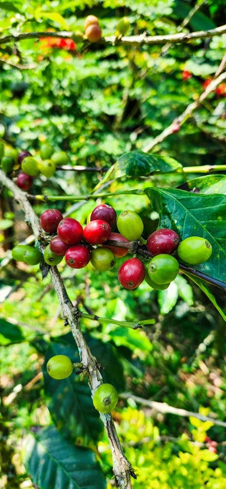 Reizen in Colombia koffie plantage vlakbij Bogotá