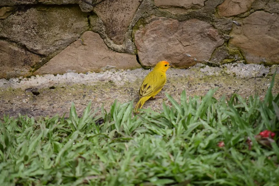 Colombia - kolibrie - fotografie - Jardín Encantado