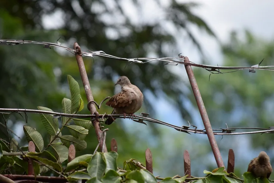 Colombia - kolibrie - fotografie - Jardín Encantado