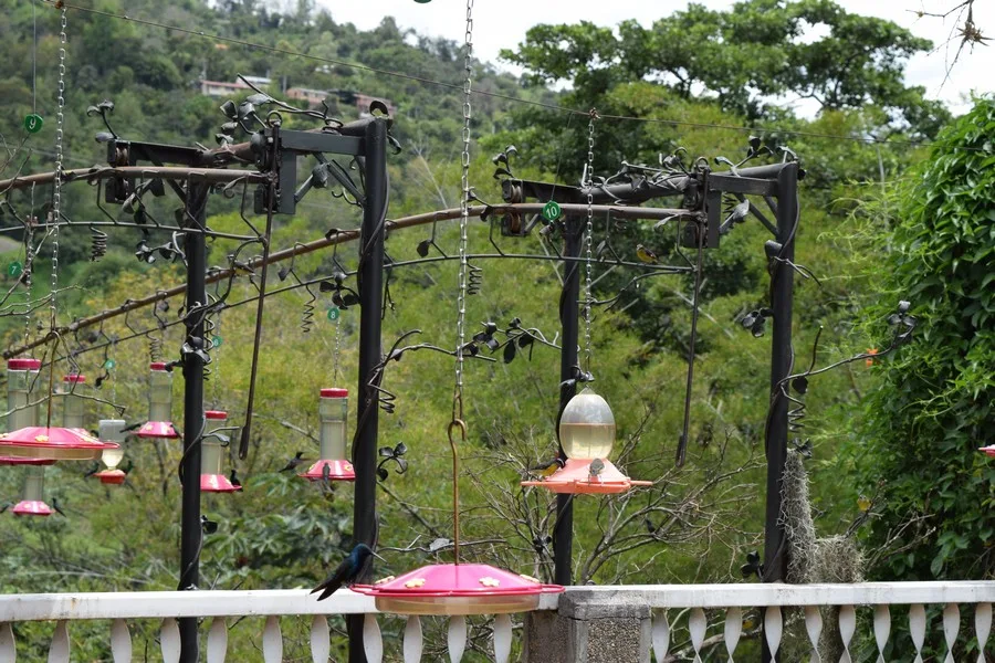 Colombia - kolibrie - fotografie - Jardín Encantado