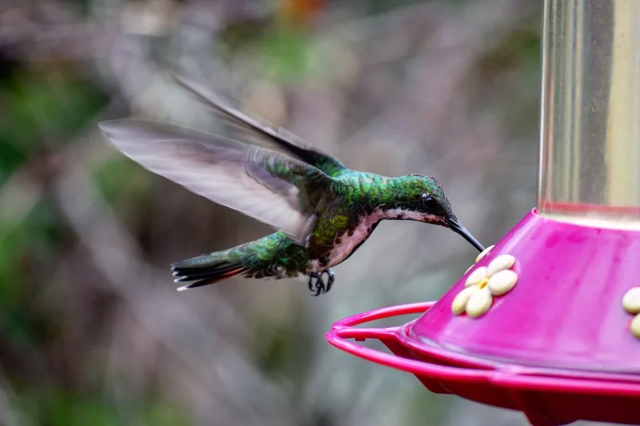 Flora en fauna: de kolibrie in Colombia