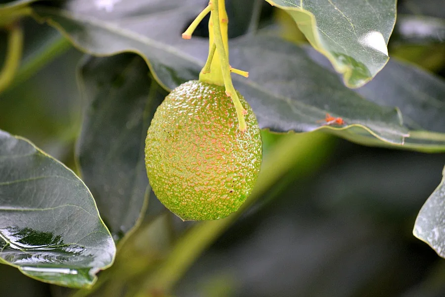 Avocado plantage Salento Colombia
