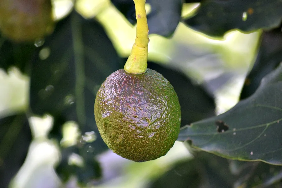 Avocado plantage Salento Colombia