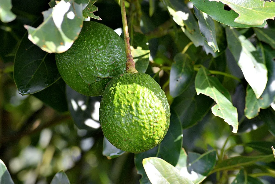 Avocado plantage Salento Colombia