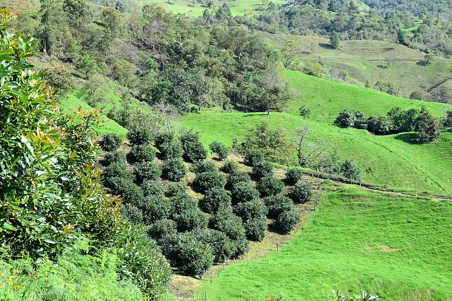 Avocado plantage Salento Colombia