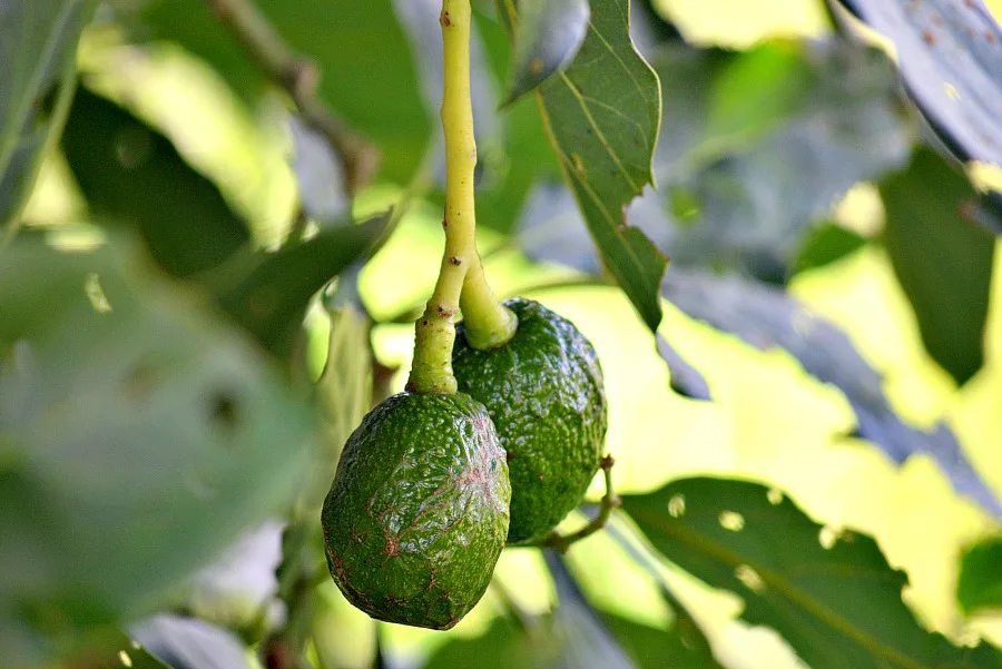 Avocado plantage Salento Colombia