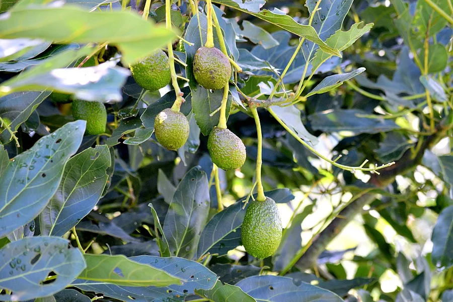 Avocado plantage Salento Colombia