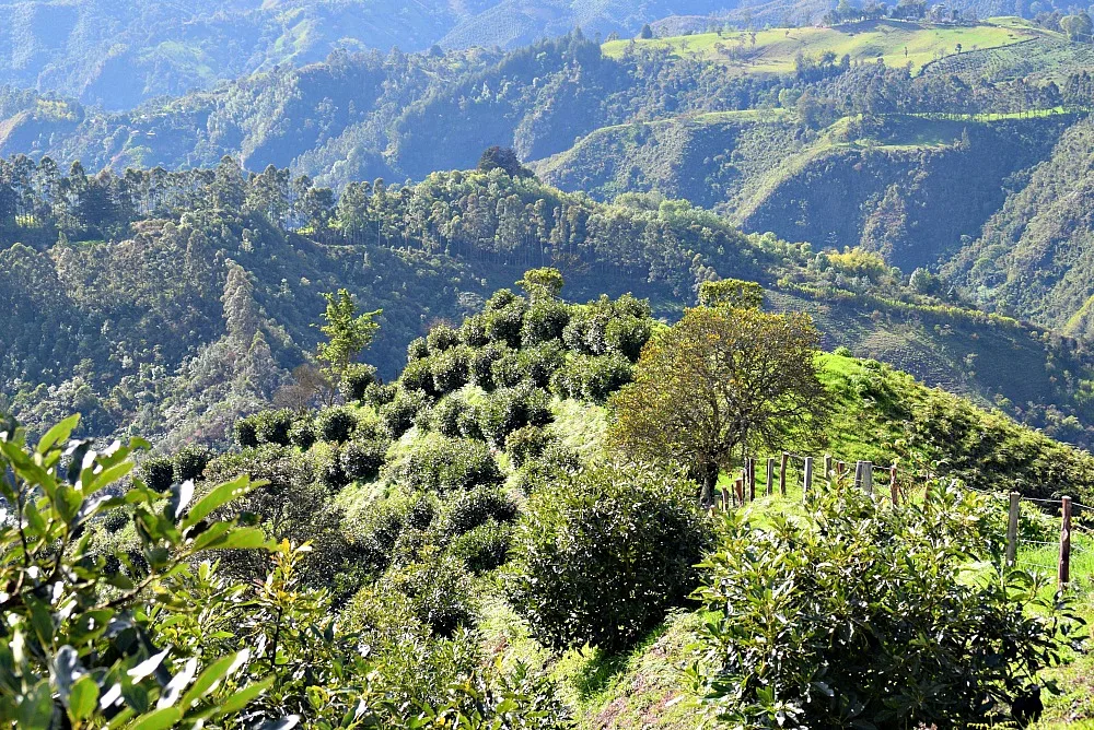 Avocado plantage Salento Colombia