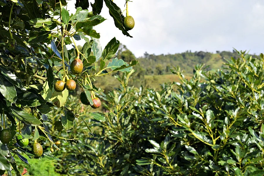 Avocado plantage Salento Colombia