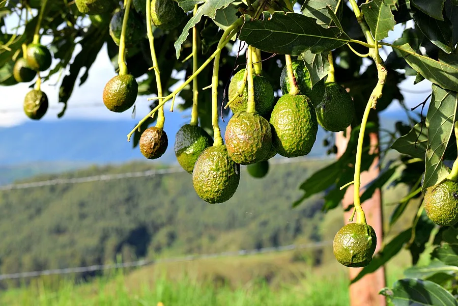 Avocado plantage Salento Colombia