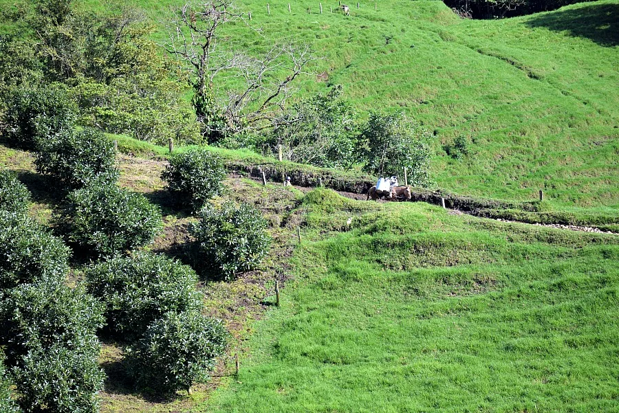 Avocado plantage Salento Colombia