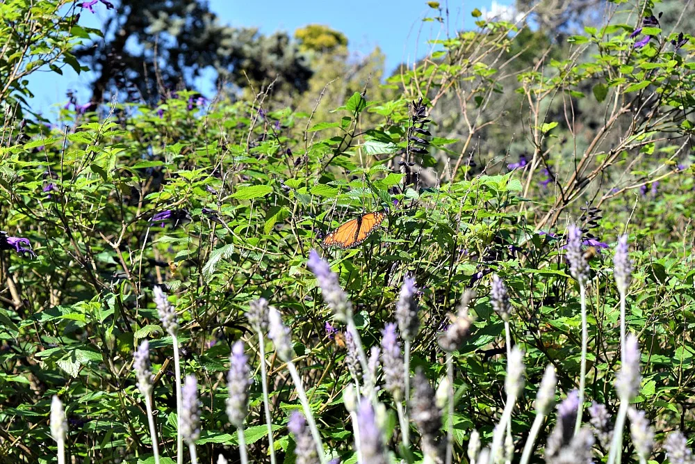 Parken in Buenos Aires - Botanische Tuin