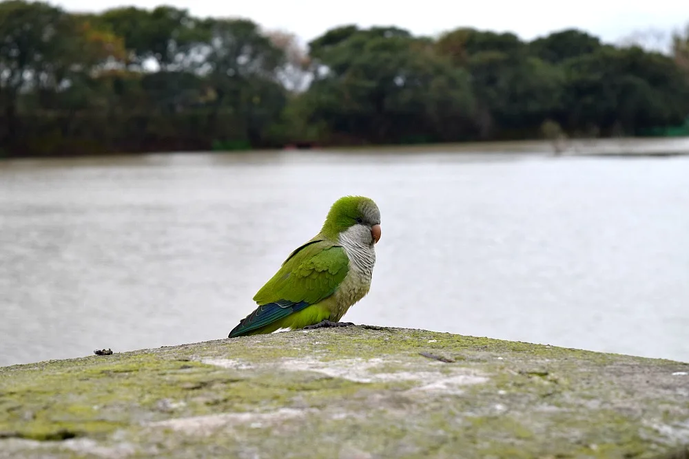 Parken in Buenos Aires - Reserva Ecológico