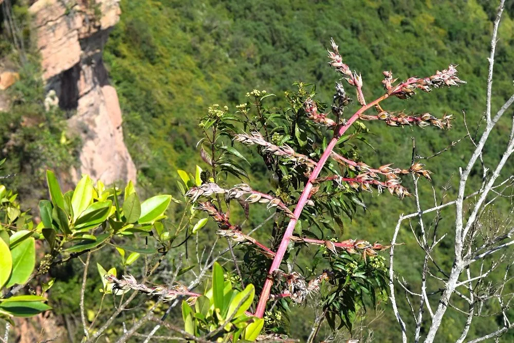 Aardbevingen in Colombia - La Mesa de Los Santos