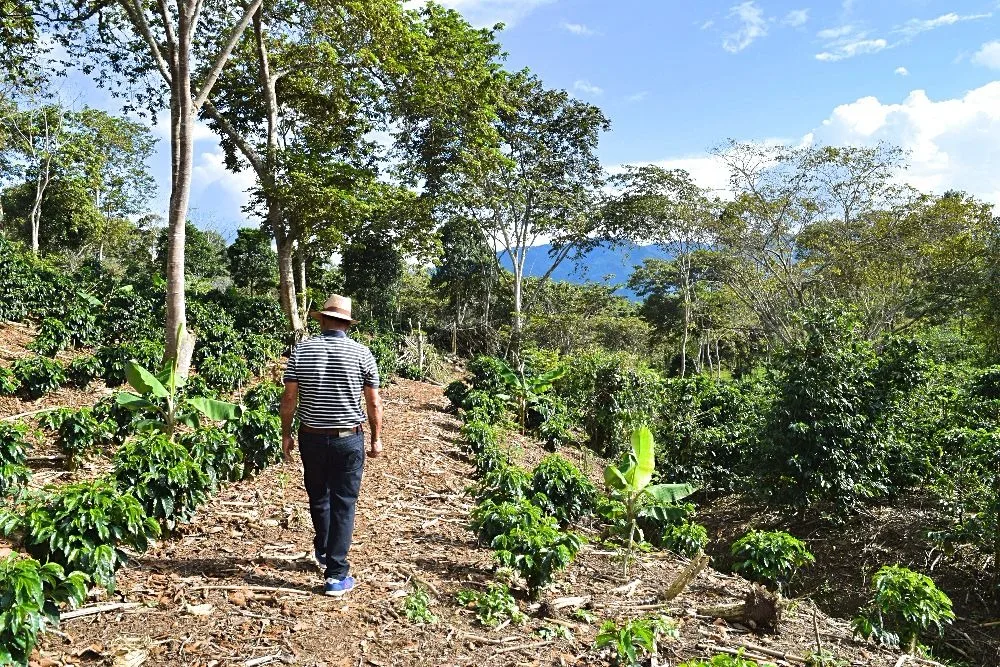 Koffie finca plantage Colombia San Agustín