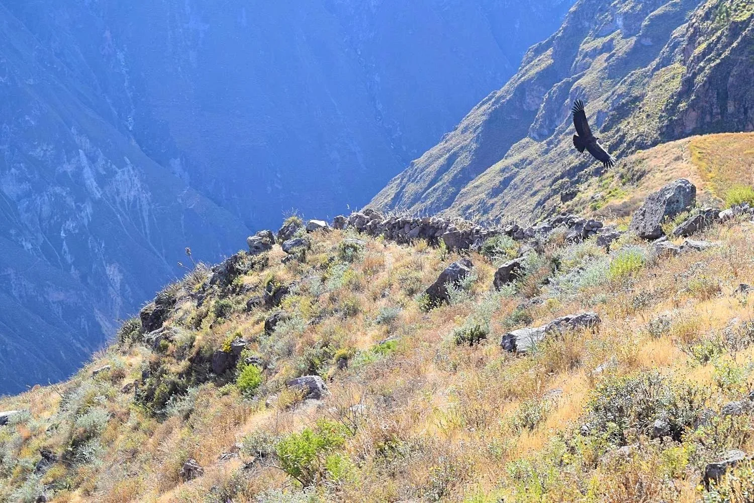 Condors spotten in Colca Canyon Peru