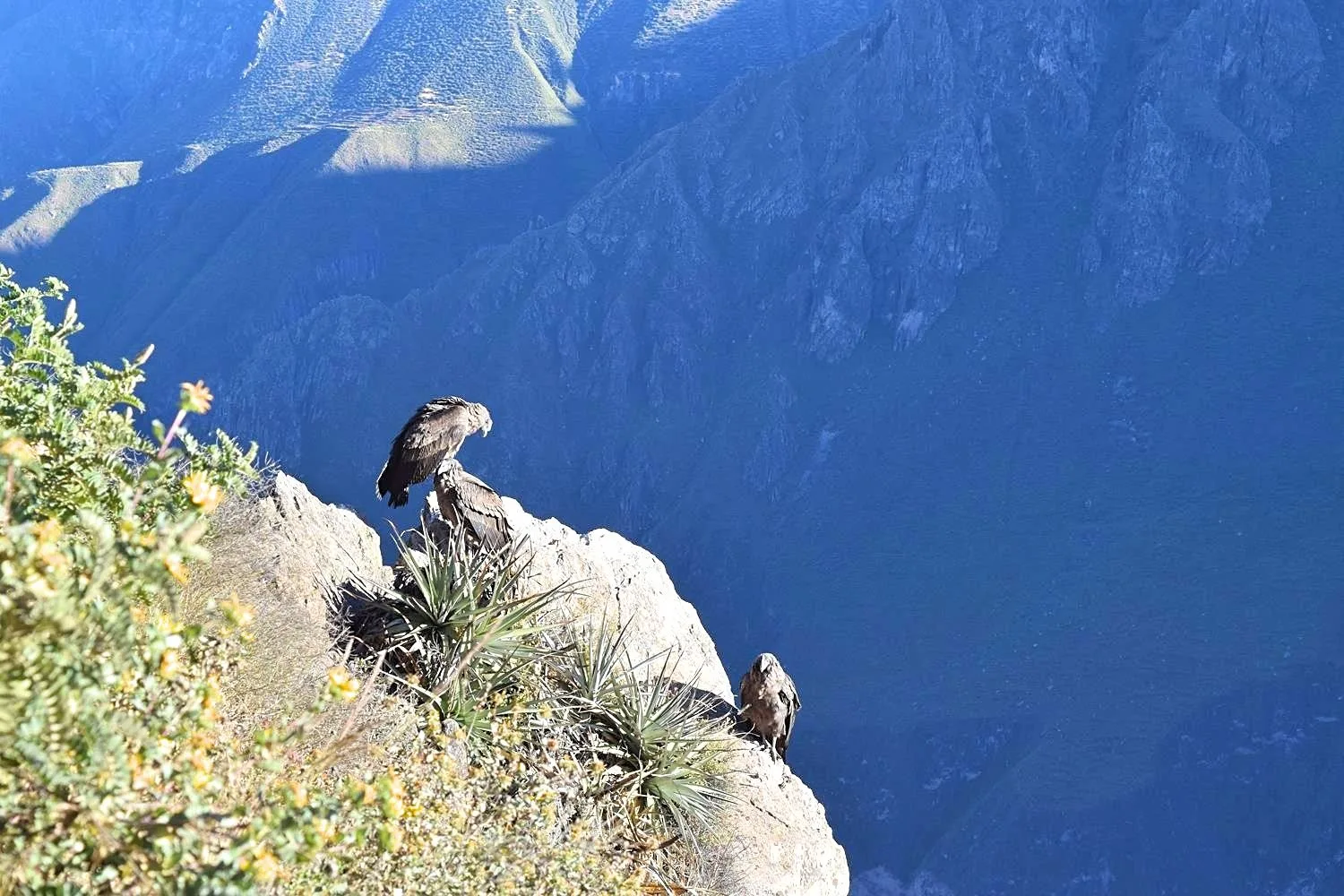 Cruz del Condor Colca Canyon Peru