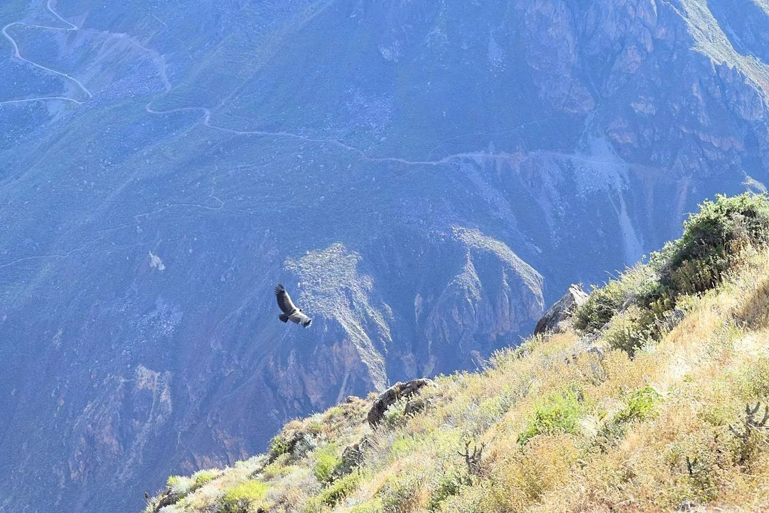 Cruz del Condor Colca Canyon Peru