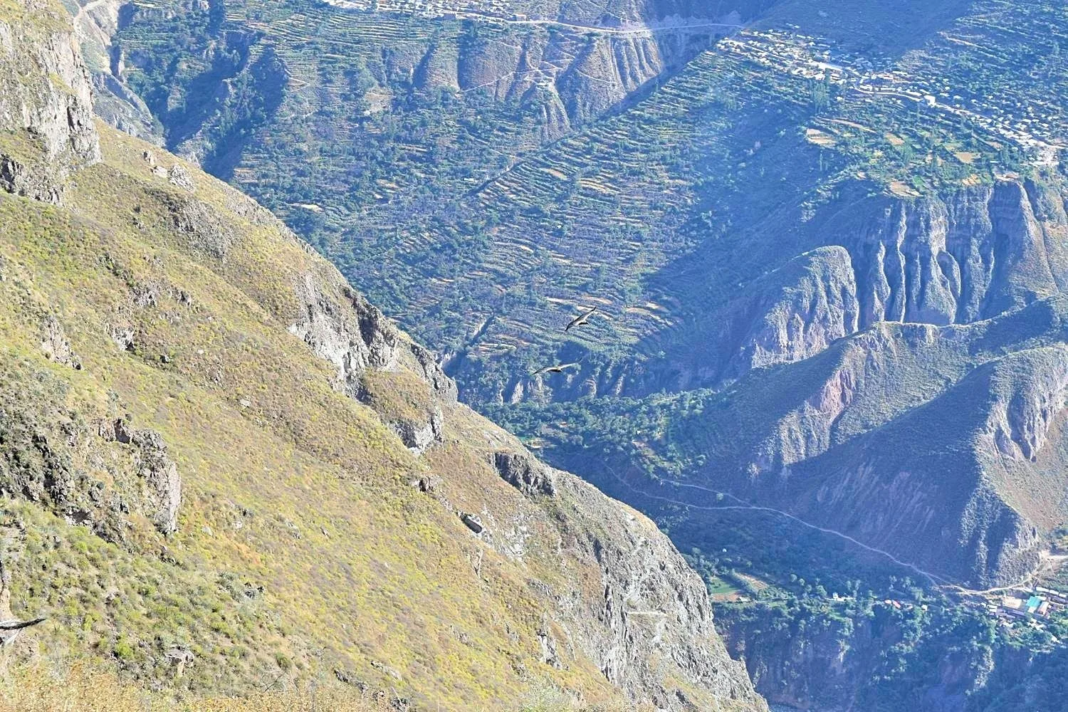 Condors spotten in Colca Canyon Peru
