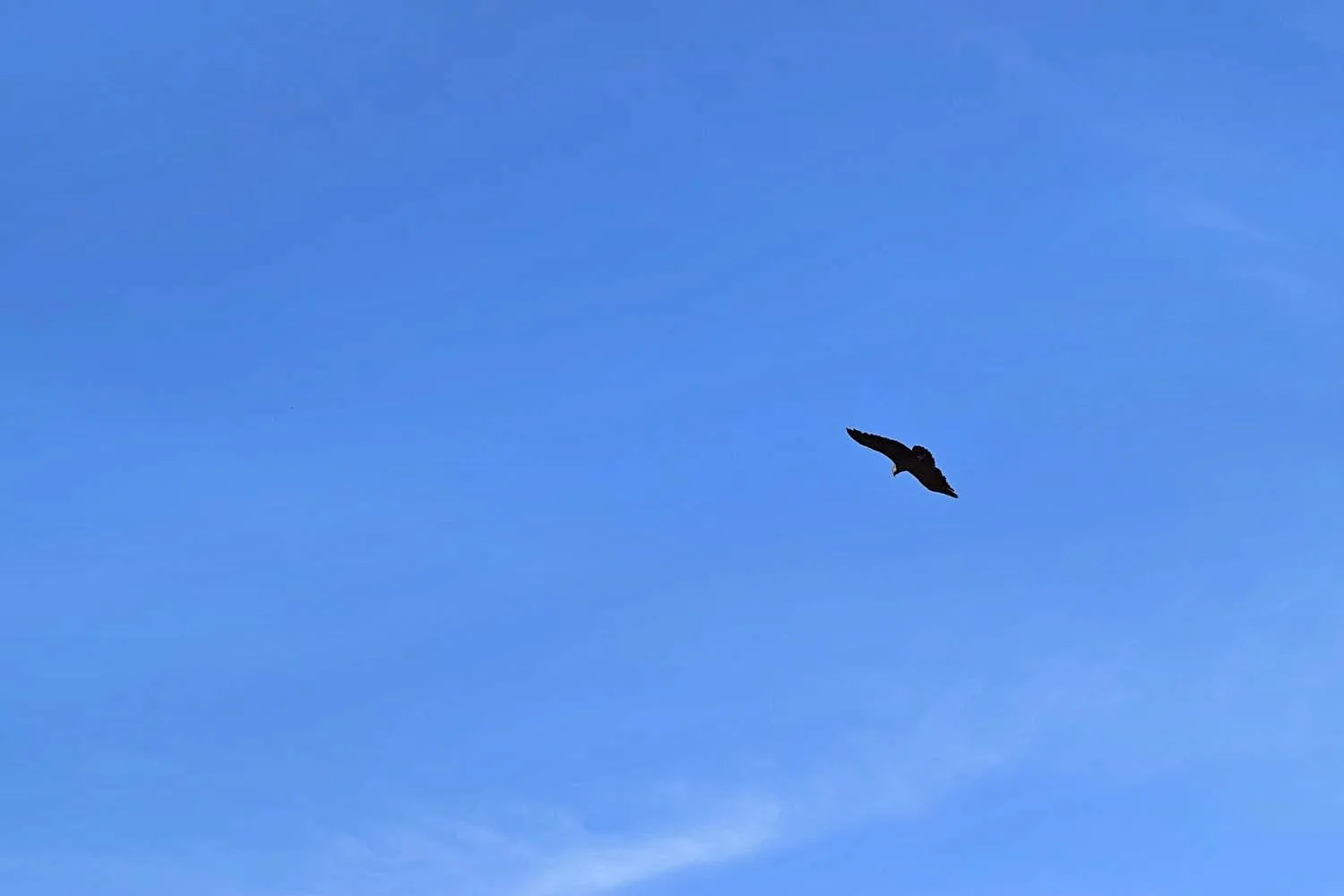 Condors spotten in Colca Canyon Peru
