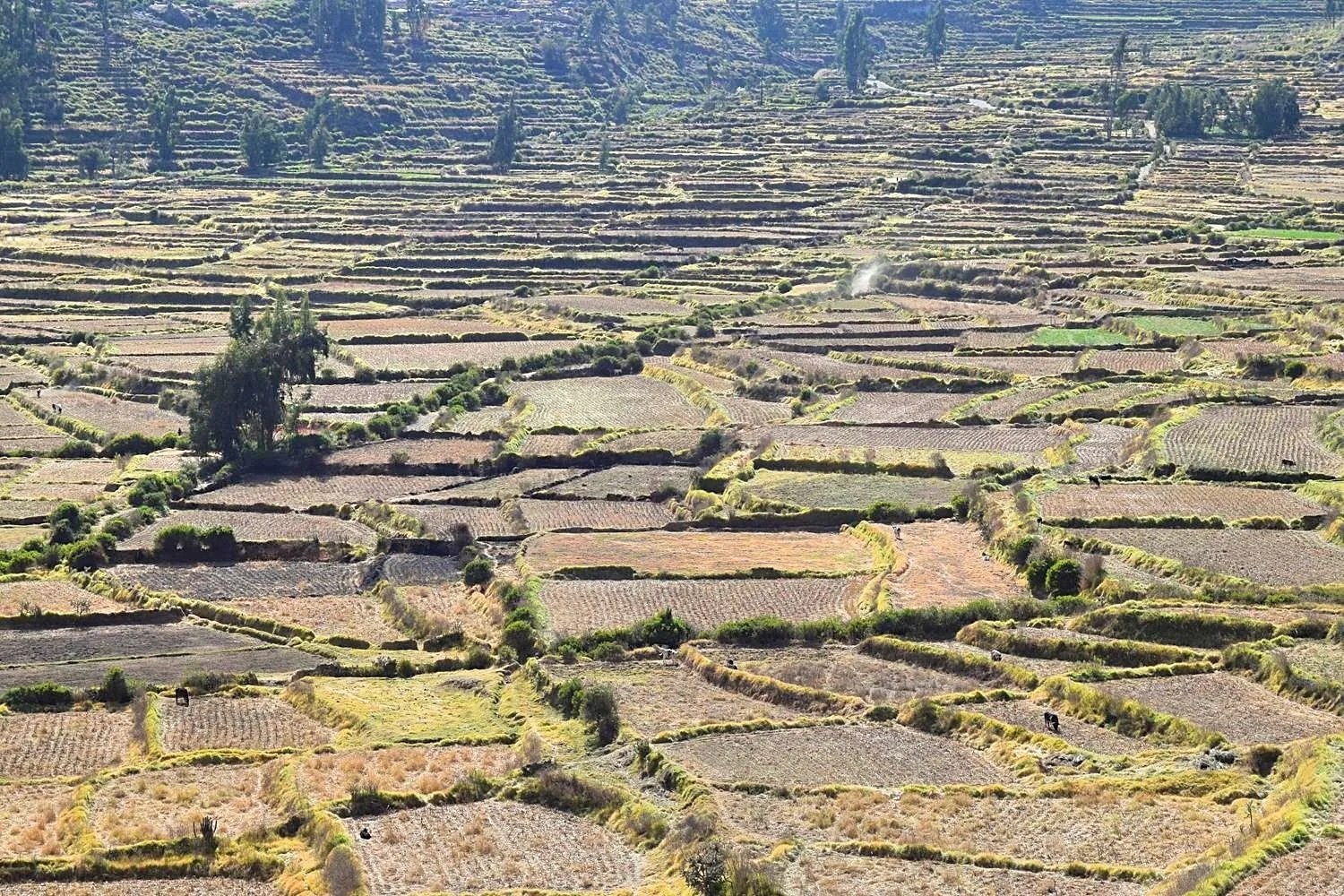 Fietsen in de Colca Canyon Peru