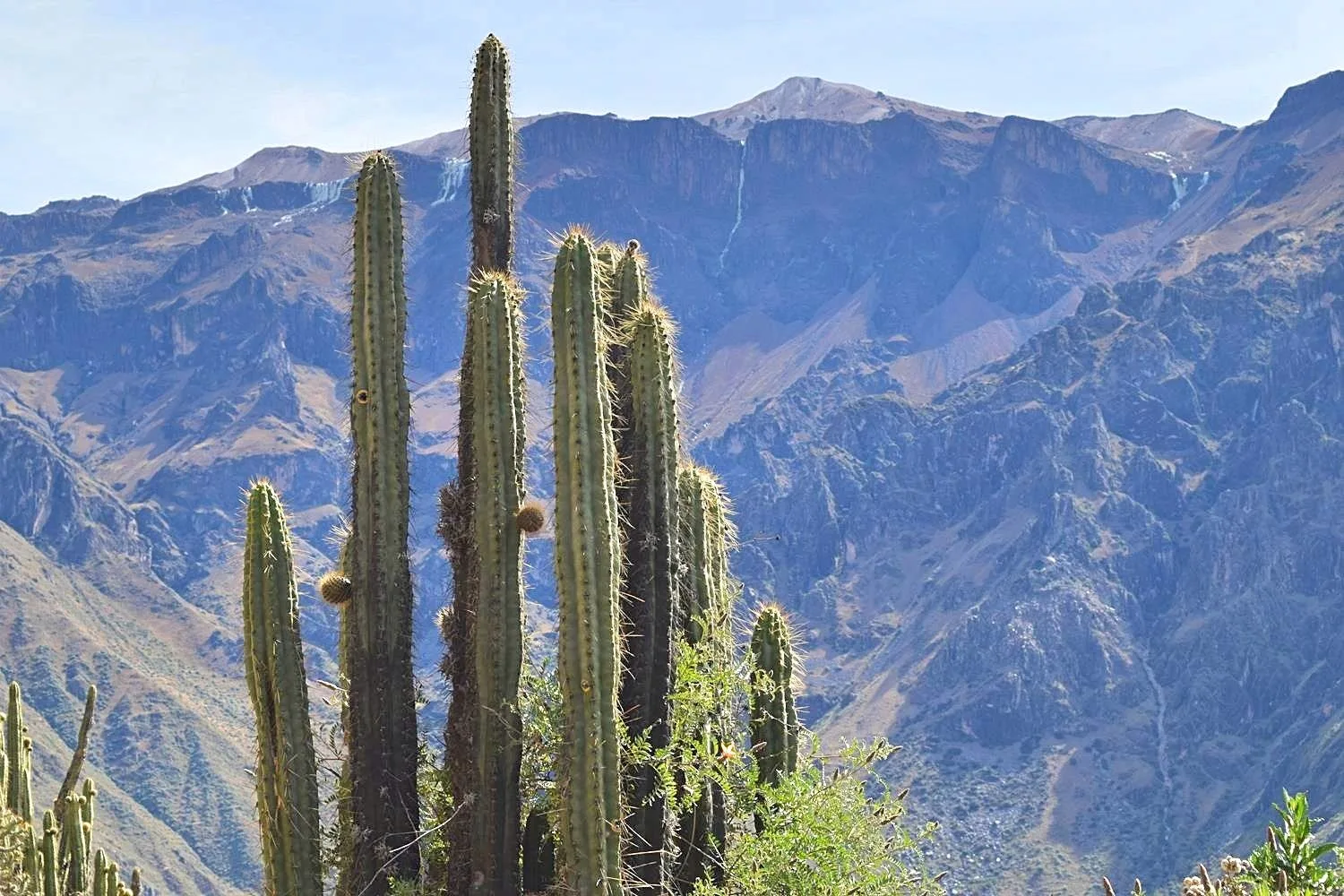 Hiken in Colca Canyon Peru