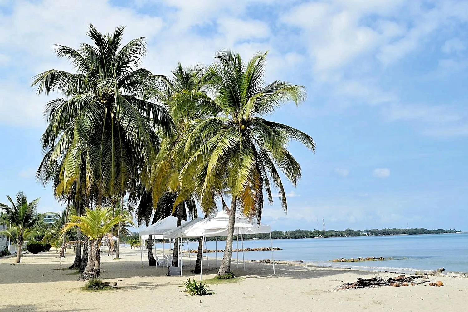 Palmbomen strand Colombia Coveñas