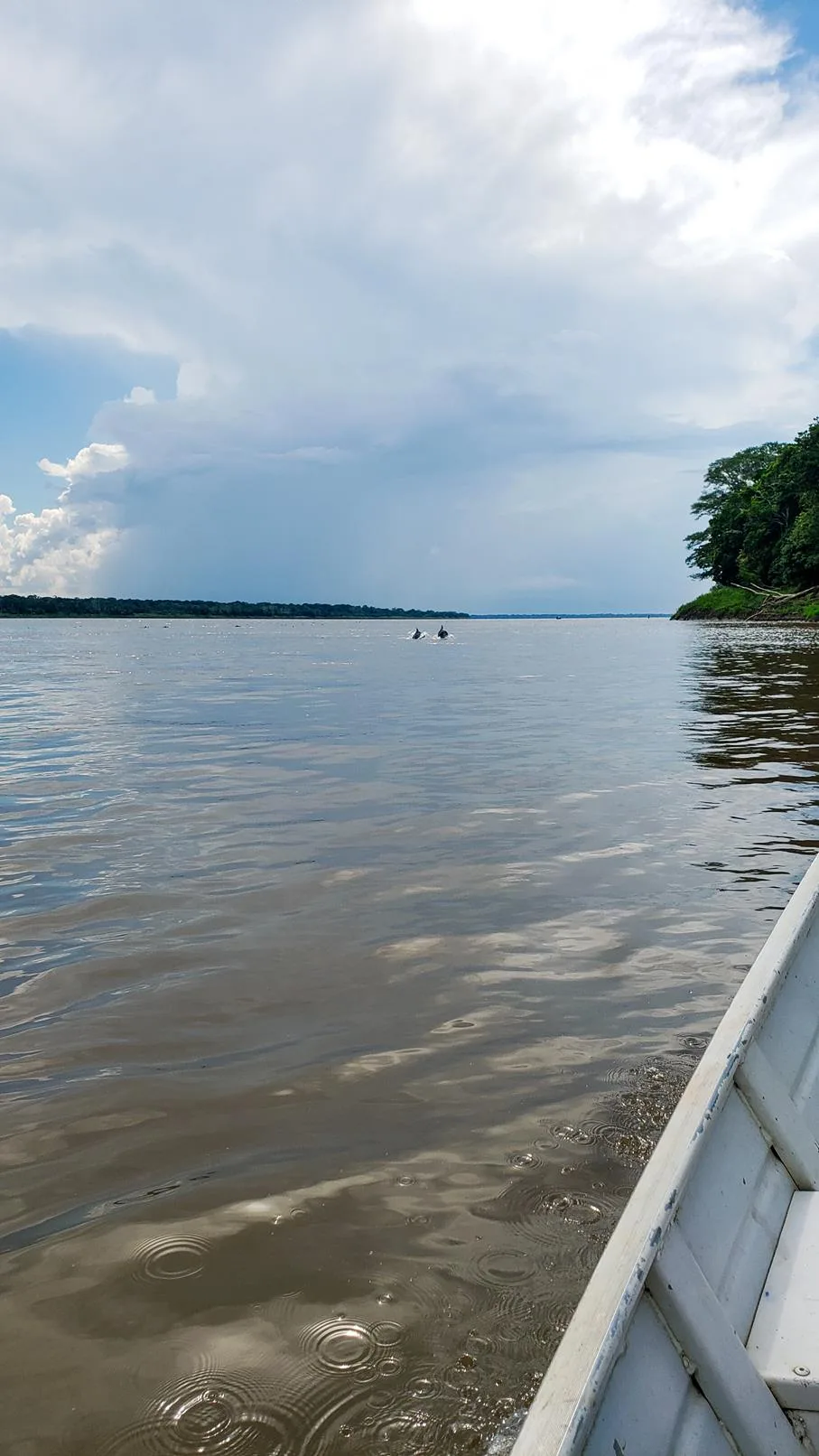 Dolfijnen Amazone rivier Colombia
