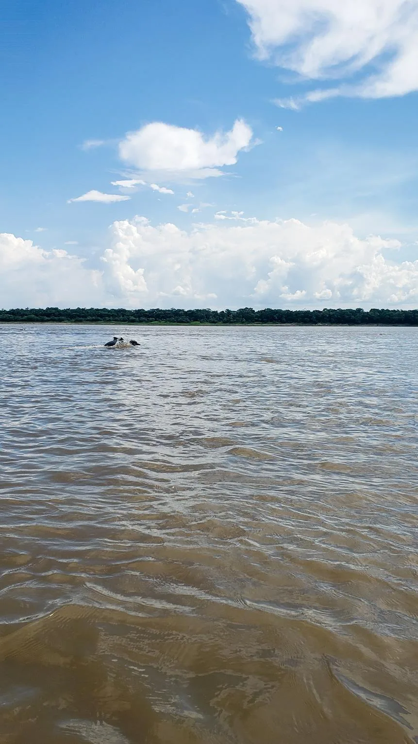 Dolfijnen Colombia