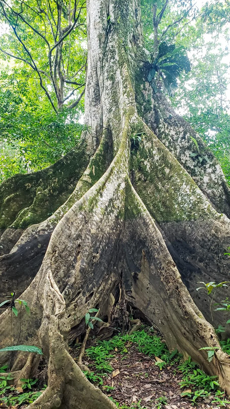 Grote bomen Amazonegebied