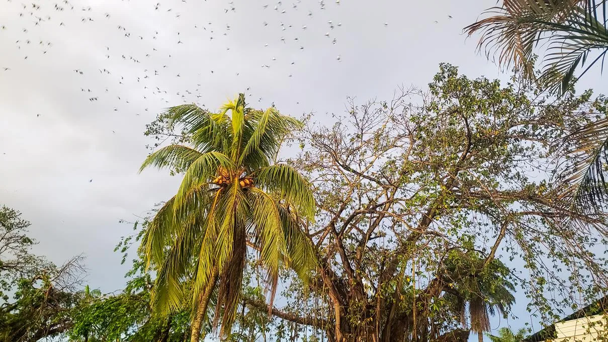 Vogels rondreis Colombia Leticia